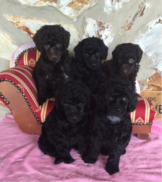 Miniature Poodle Puppies for Sale Florida