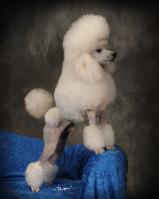 Champion Miniature Poodle