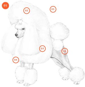 AKC Standard for the Poodle