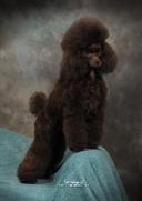 AKC Poodle Puppies for sale in Florida 