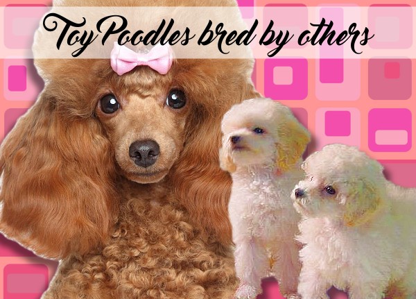 Toy Poddle Puppies for Sale