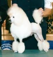 Champion Poodle