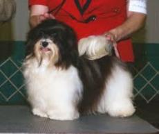 AKC GCH Honor Awesome I Am- Havanese breeder