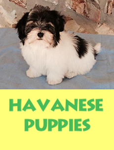 Havanese Puppies For Sale