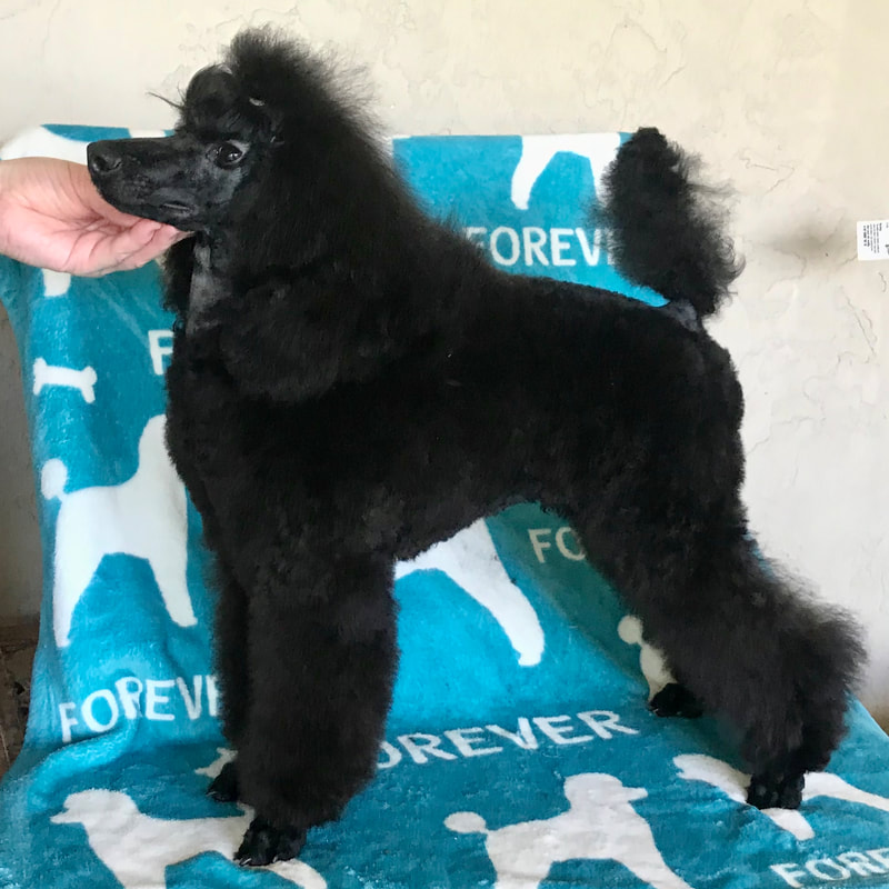 AKC mini poodle puppy- forever poodle breeder in Florida