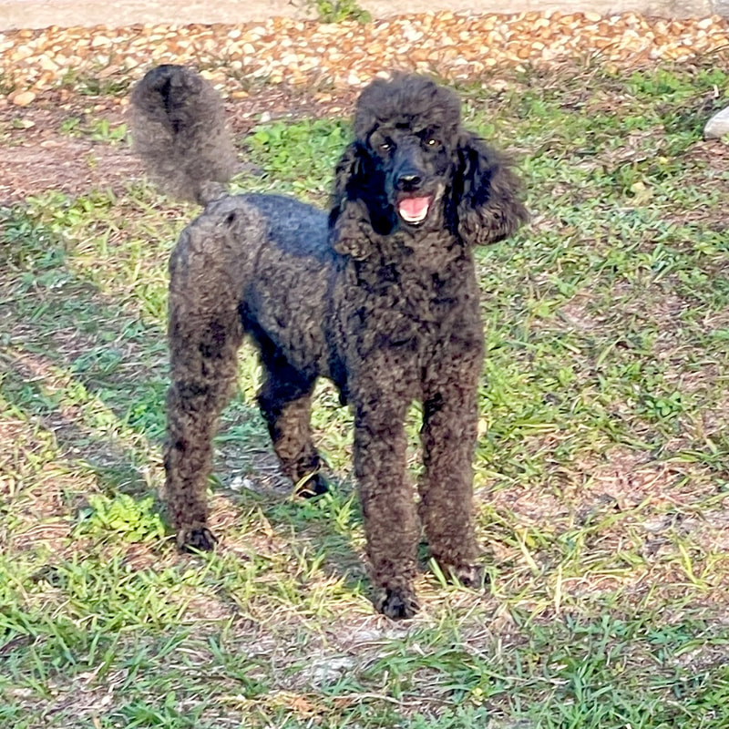 CHAMPION AKC black miniature poodle- Murrmaid forever trust in the lord