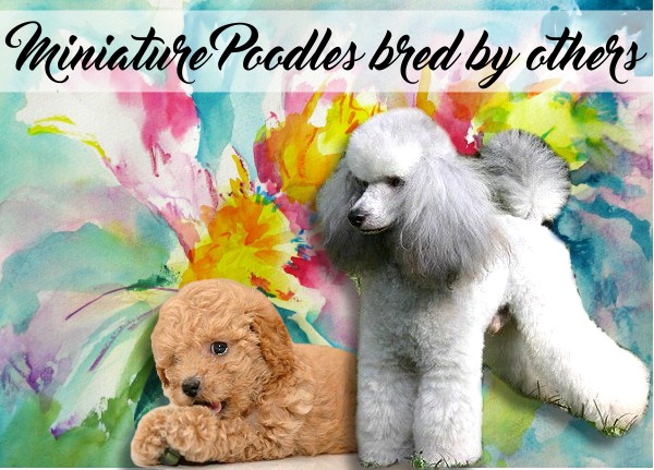 Miniature Poodle Puppies for Sale
