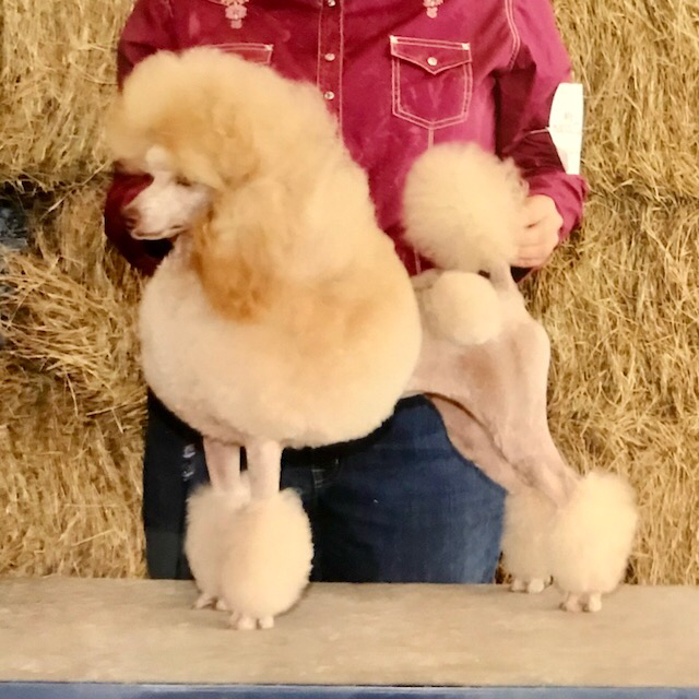 best miniature poodle breeders