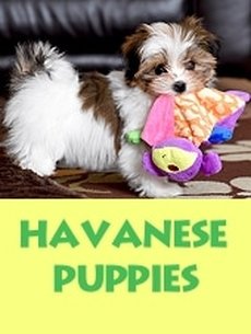 show me havanese puppies