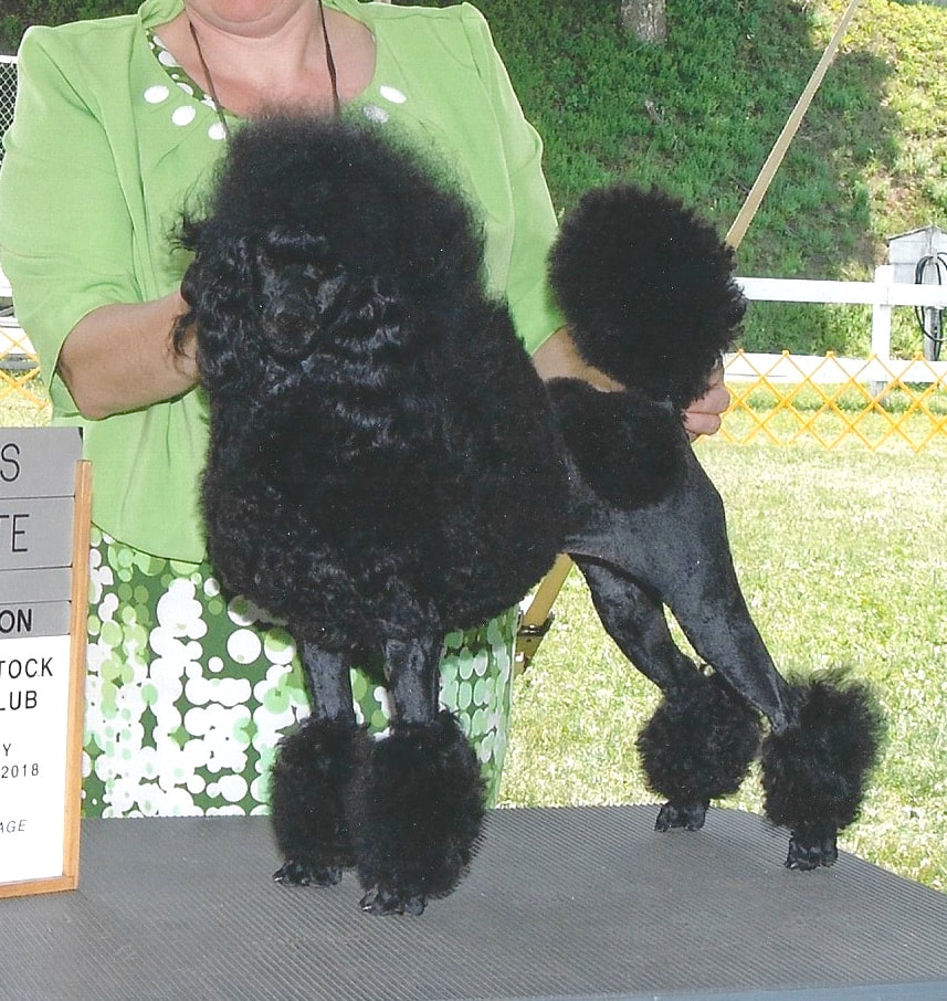 CHAMPION AKC black miniature poodle- Murrmaid forever trust in the lord